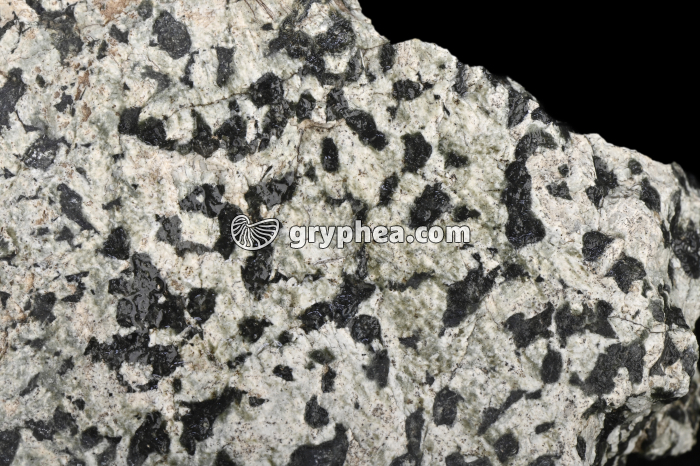 Gabbro - détail (Massif du Chenaillet, Alpes) - gryphea.com